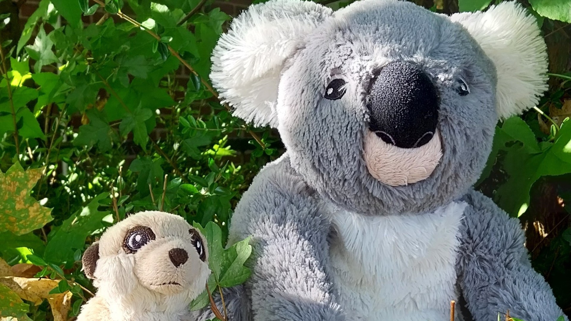 Koala und Erdmännchen 